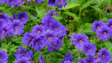 anlegg staudebed storkenebb anlegg staudebed storkenebb